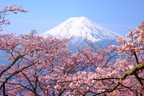 Mont Fuji entouré de fleurs de cerisier au Japon
