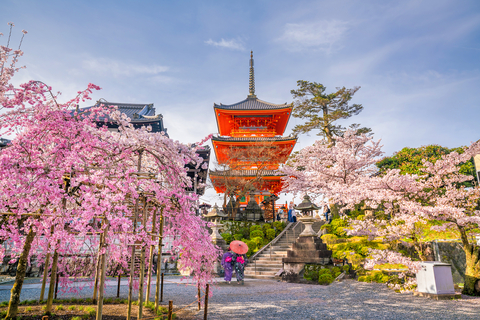 Vue du temple Kiyomizu-dera à Kyoto pendant la saison des cerisiers en fleurs, offrant un panorama majestueux sur la ville.