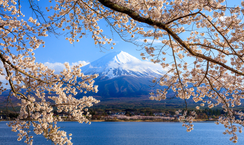 Mont Fuji avec des cerisiers en fleurs près du lac Kawaguchiko, Yamanashi, Japon