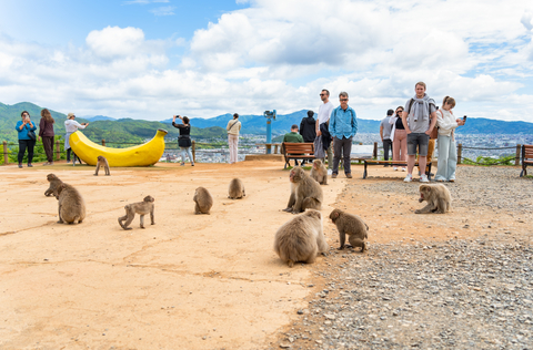 Des touristes rencontrent des macaques japonais en liberté au parc aux singes d'Iwatayama à Arashiyama, Kyoto, Japon.